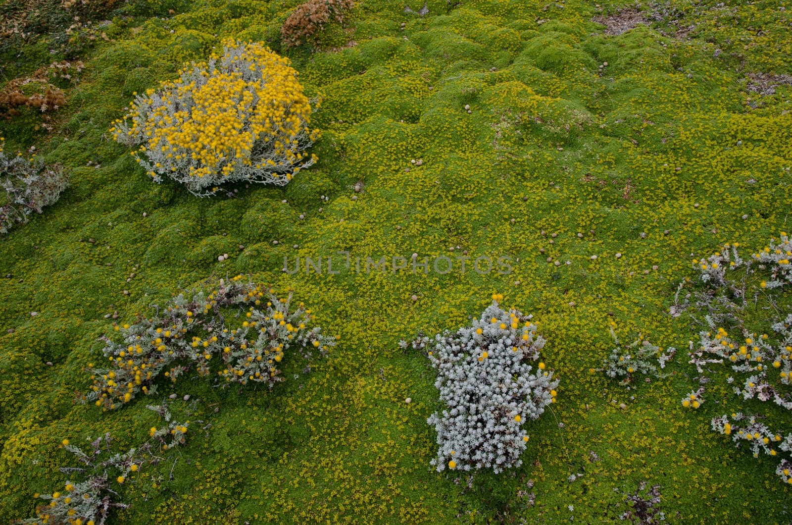Plants of Senecio sp. and ground covered by vegetation. Otway Sound and Penguin Reserve. Magallanes Province. Magallanes and Chilean Antarctic Region. Chile.