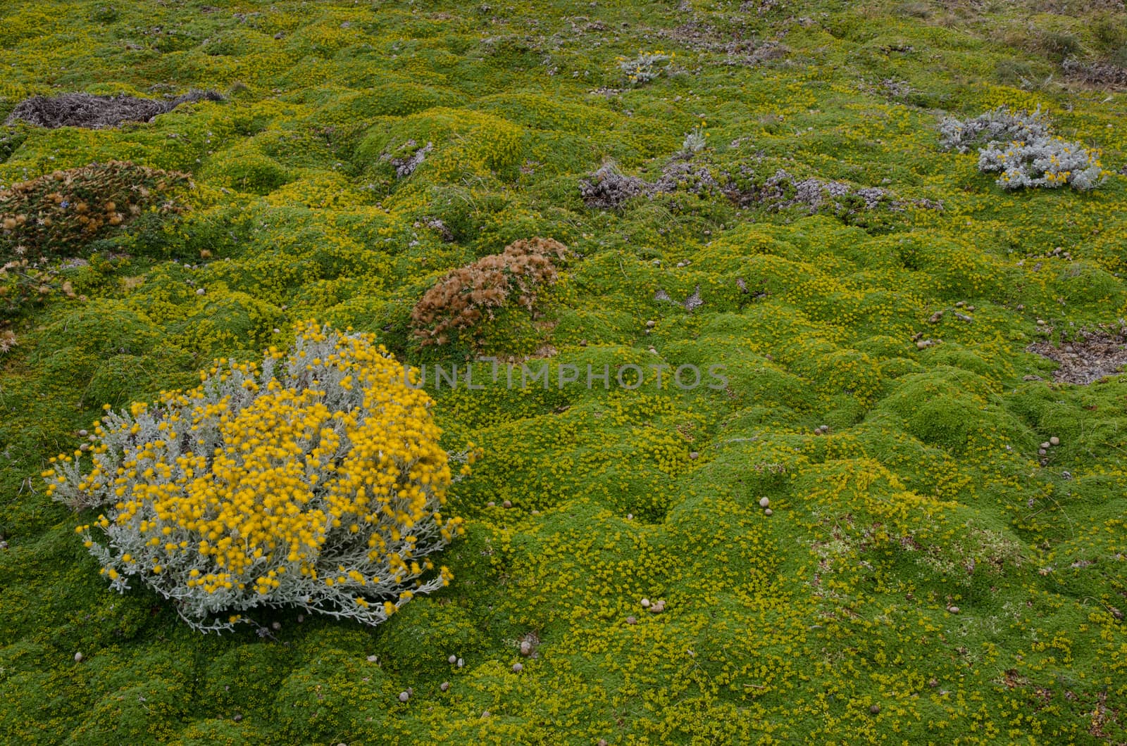 Plant of Senecio sp. in flowering and ground covered by vegetation. Otway Sound and Penguin Reserve. Magallanes Province. Magallanes and Chilean Antarctic Region. Chile.