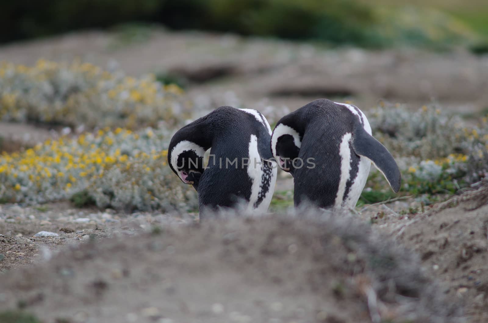 Magellanic penguins Spheniscus magellanicus preening in the Otway Sound and Penguin Reserve. by VictorSuarez