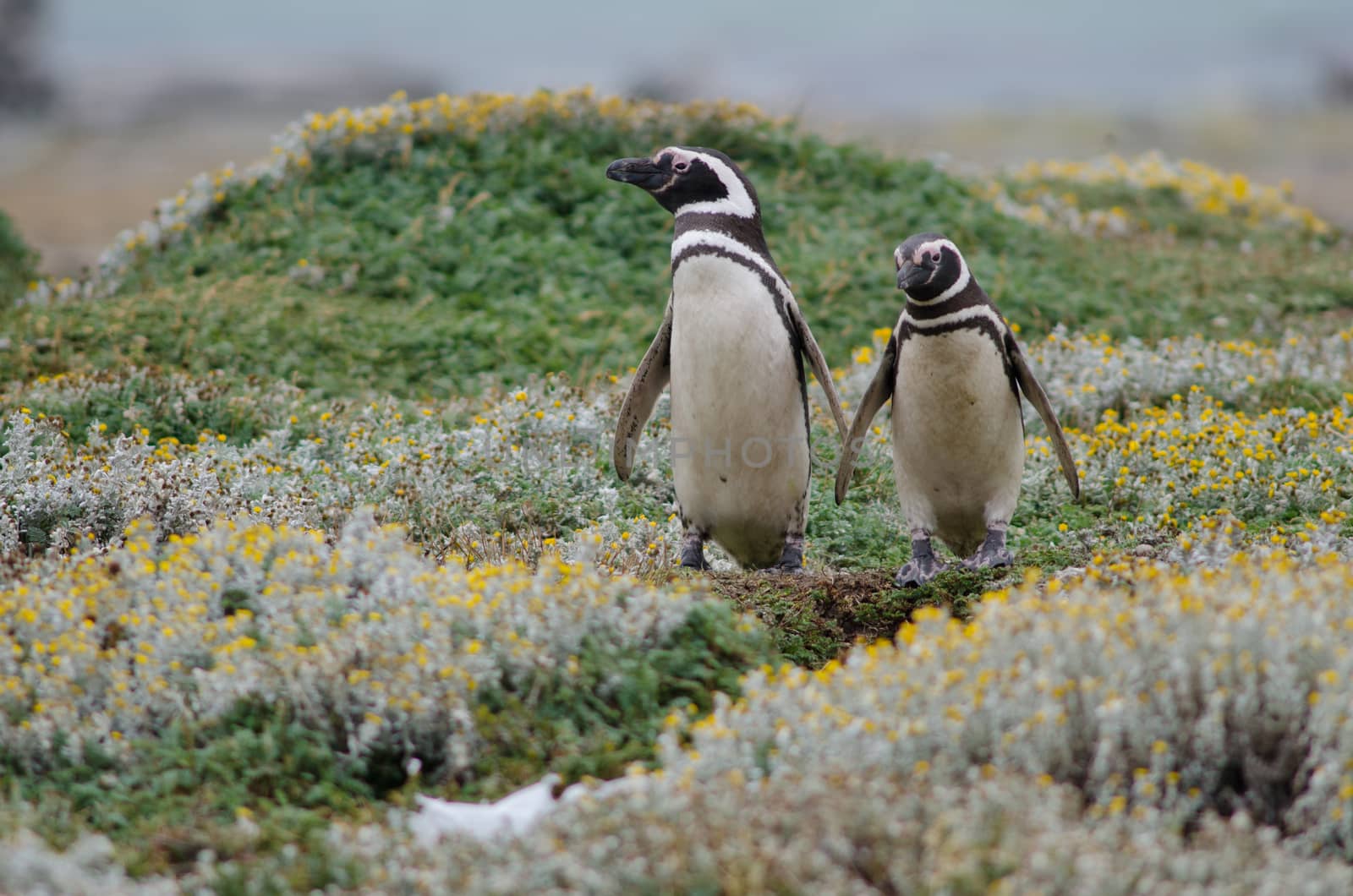 Magellanic penguins Spheniscus magellanicus in the Otway Sound and Penguin Reserve. by VictorSuarez