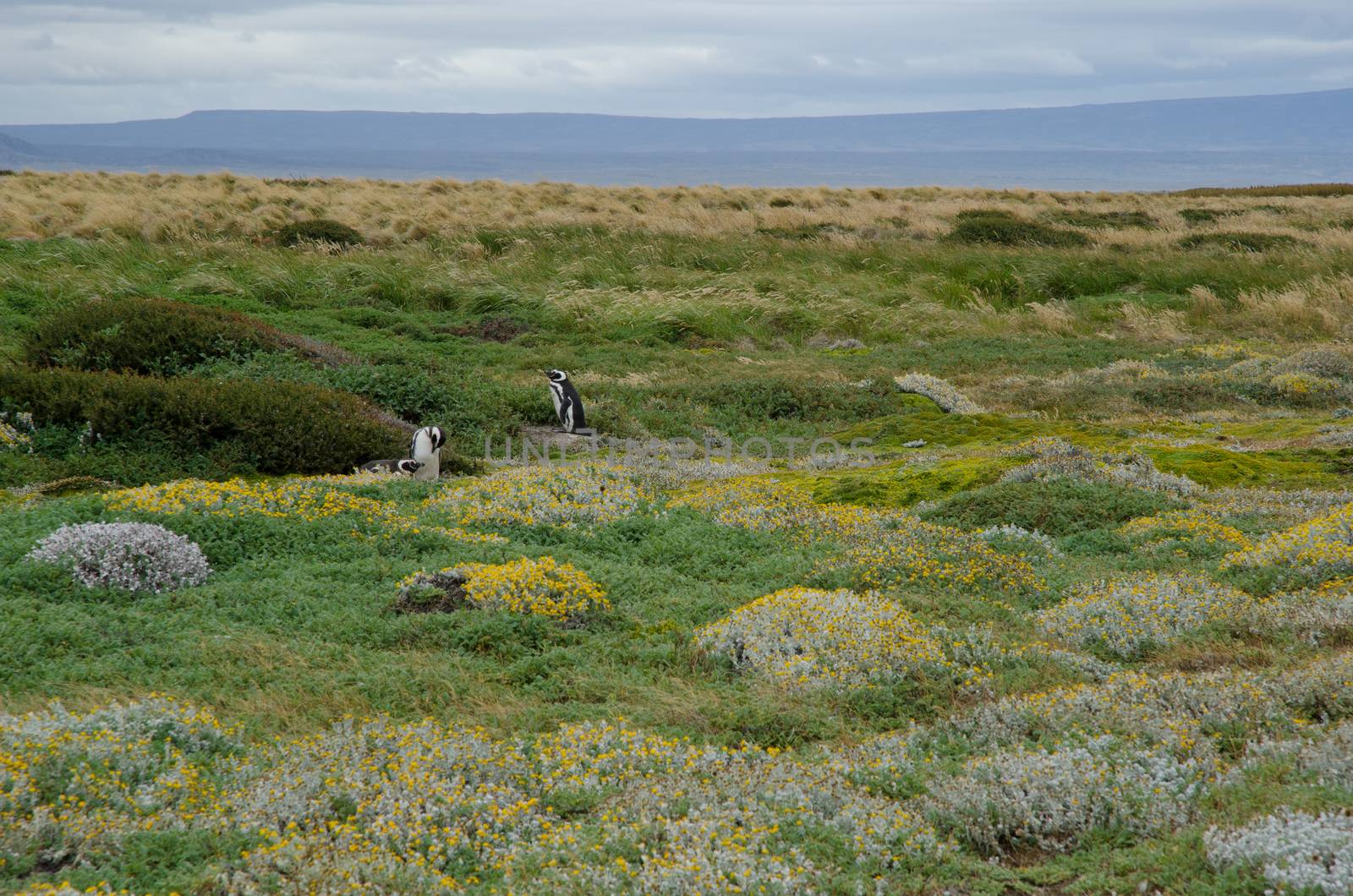 Magellanic penguins Spheniscus magellanicus in the Otway Sound and Penguin Reserve. by VictorSuarez