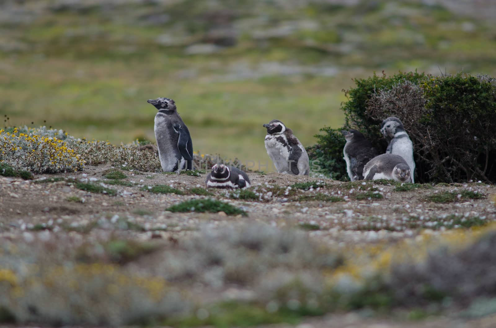 Juveniles and adults of Magellanic penguins Spheniscus magellanicus. by VictorSuarez
