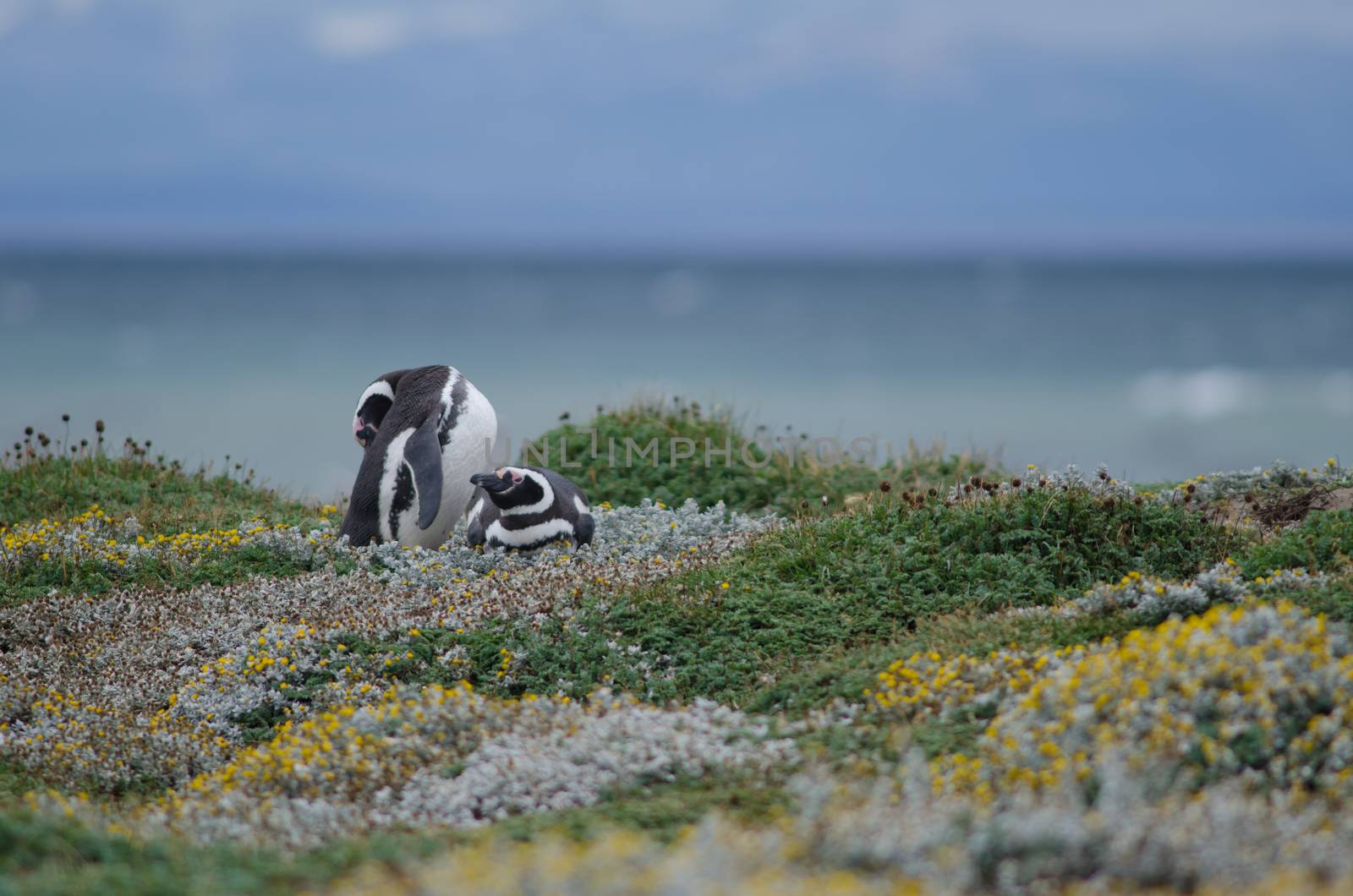 Magellanic penguins Spheniscus magellanicus in the Otway Sound and Penguin Reserve. by VictorSuarez