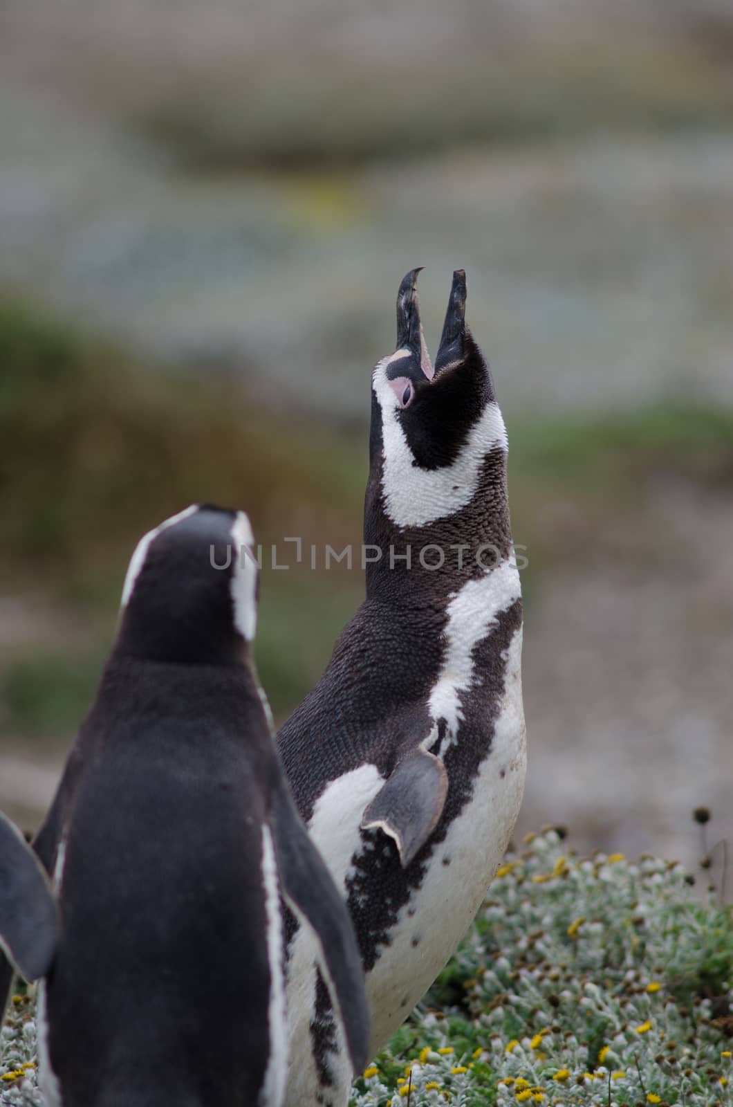 Magellanic penguin Spheniscus magellanicus calling. Otway Sound and Penguin Reserve. Magallanes Province. Magallanes and Chilean Antarctic Region. Chile.