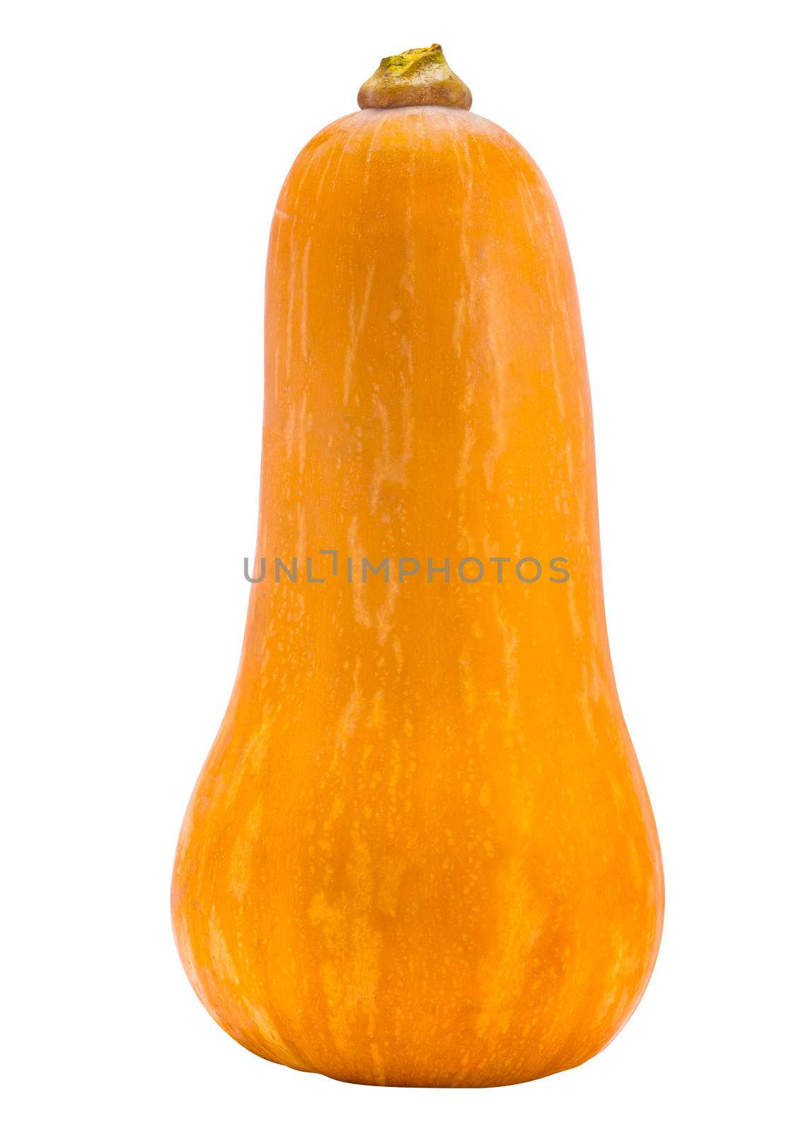 Isolated Butternut Squash On A White Background