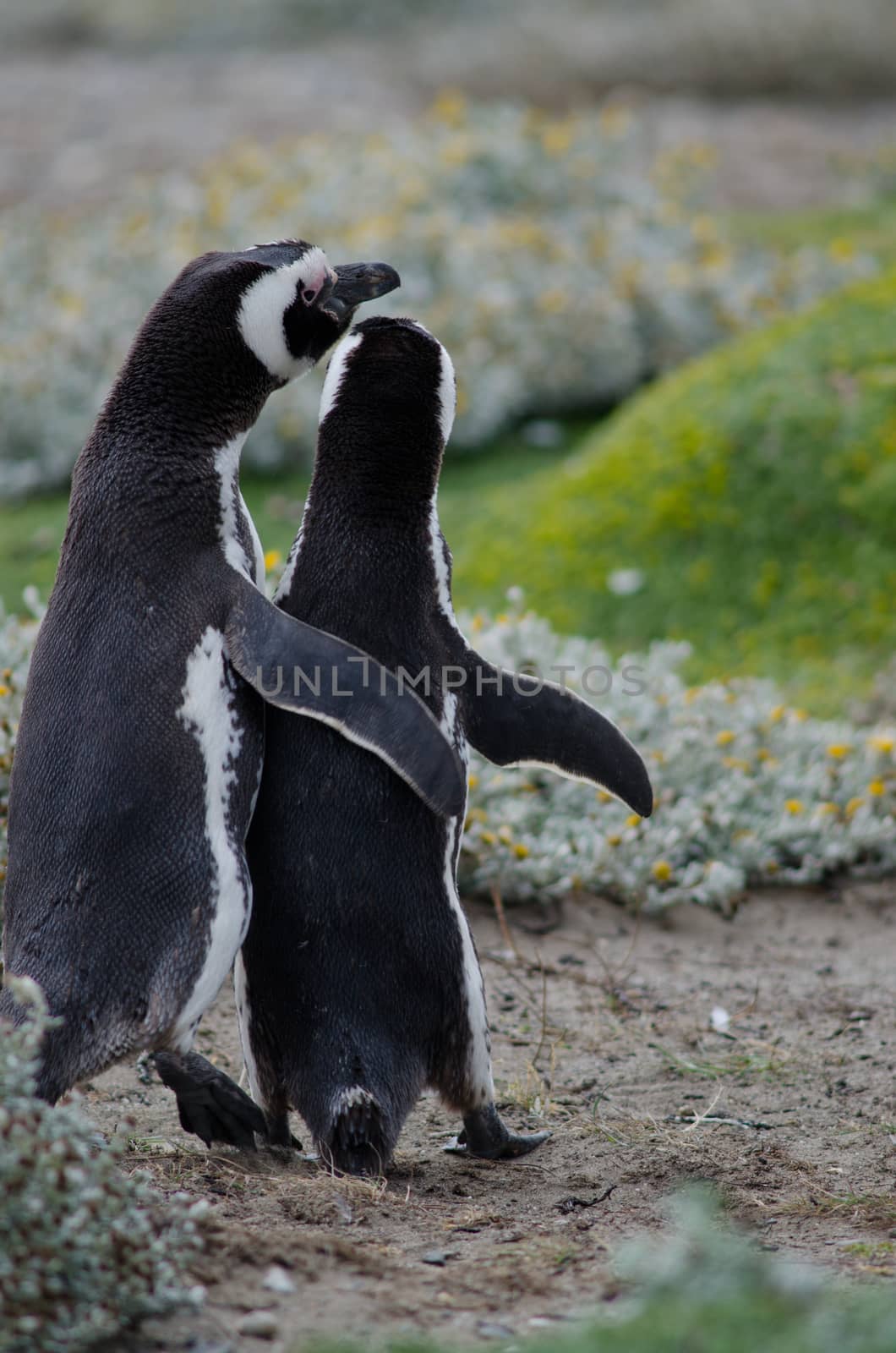 Pair of Magellanic penguins Spheniscus magellanicus. Otway Sound and Penguin Reserve. Magallanes Province. Magallanes and Chilean Antarctic Region. Chile.