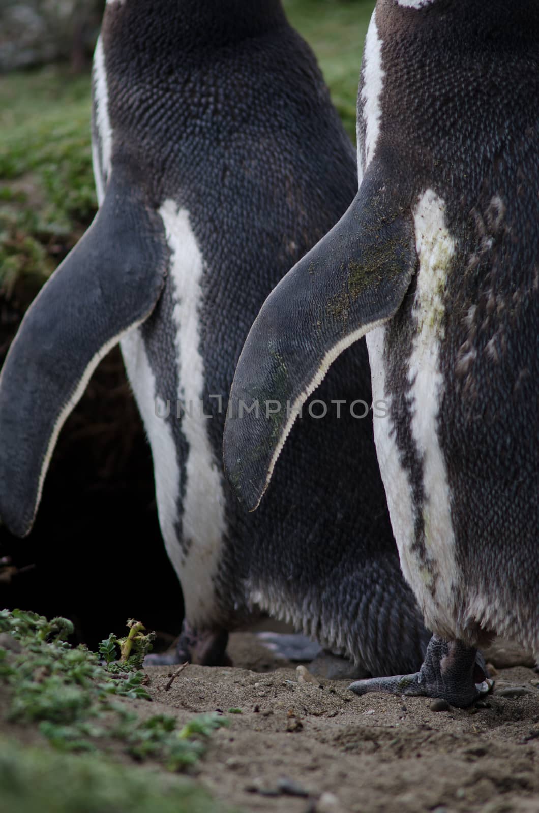 Detail of Magellanic penguins Spheniscus magellanicus. Otway Sound and Penguin Reserve. Magallanes Province. Magallanes and Chilean Antarctic Region. Chile.