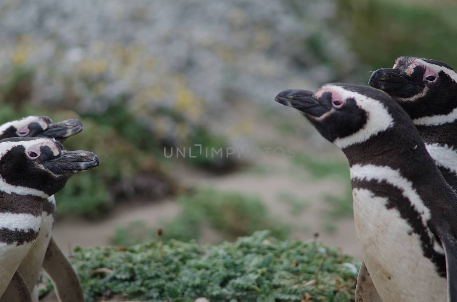 Pairs of Magellanic Penguins Spheniscus magellanicus face to face. Otway Sound Penguin Natural Reserve. Magellan province. Magellan and Chilean Antarctic region. Chile.