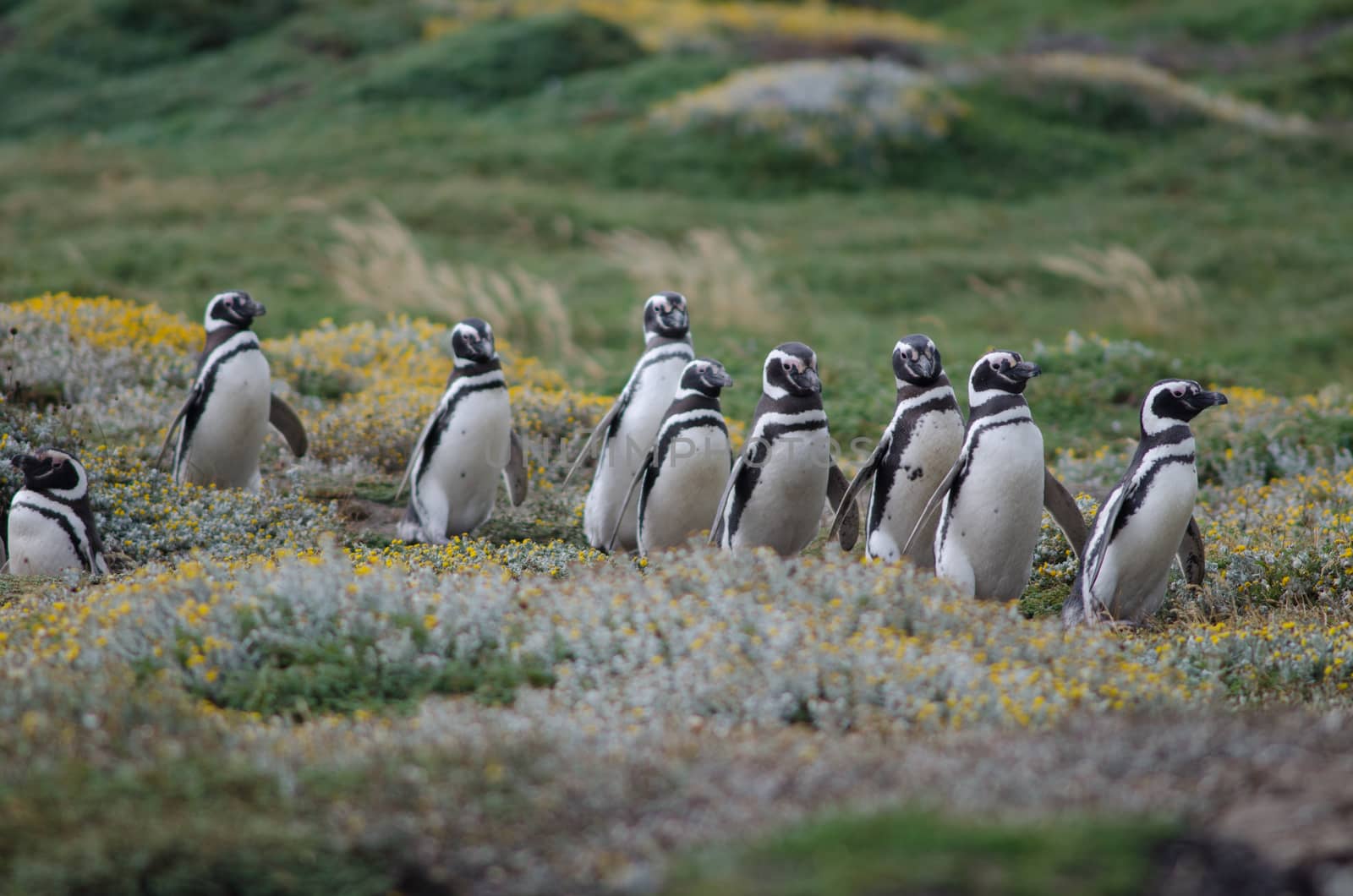 Magellanic penguins in the Otway Sound and Penguin Reserve. by VictorSuarez