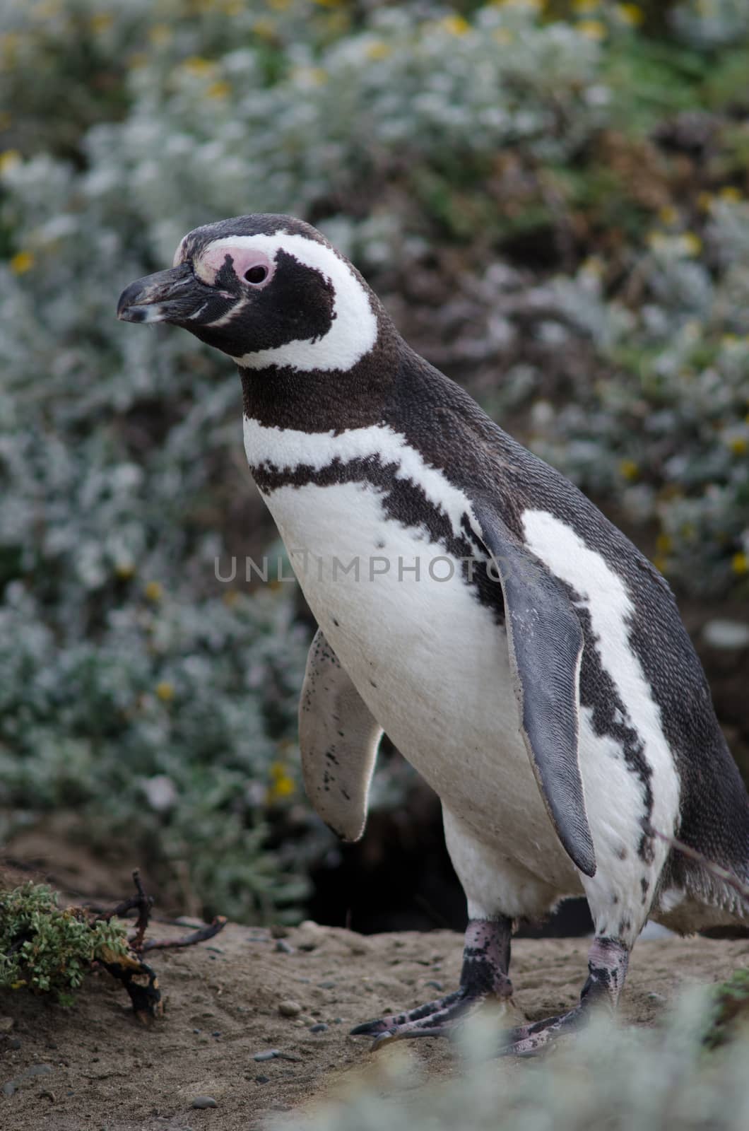 Magellanic penguin Spheniscus magellanicus in the Otway Sound and Penguin Reserve. by VictorSuarez