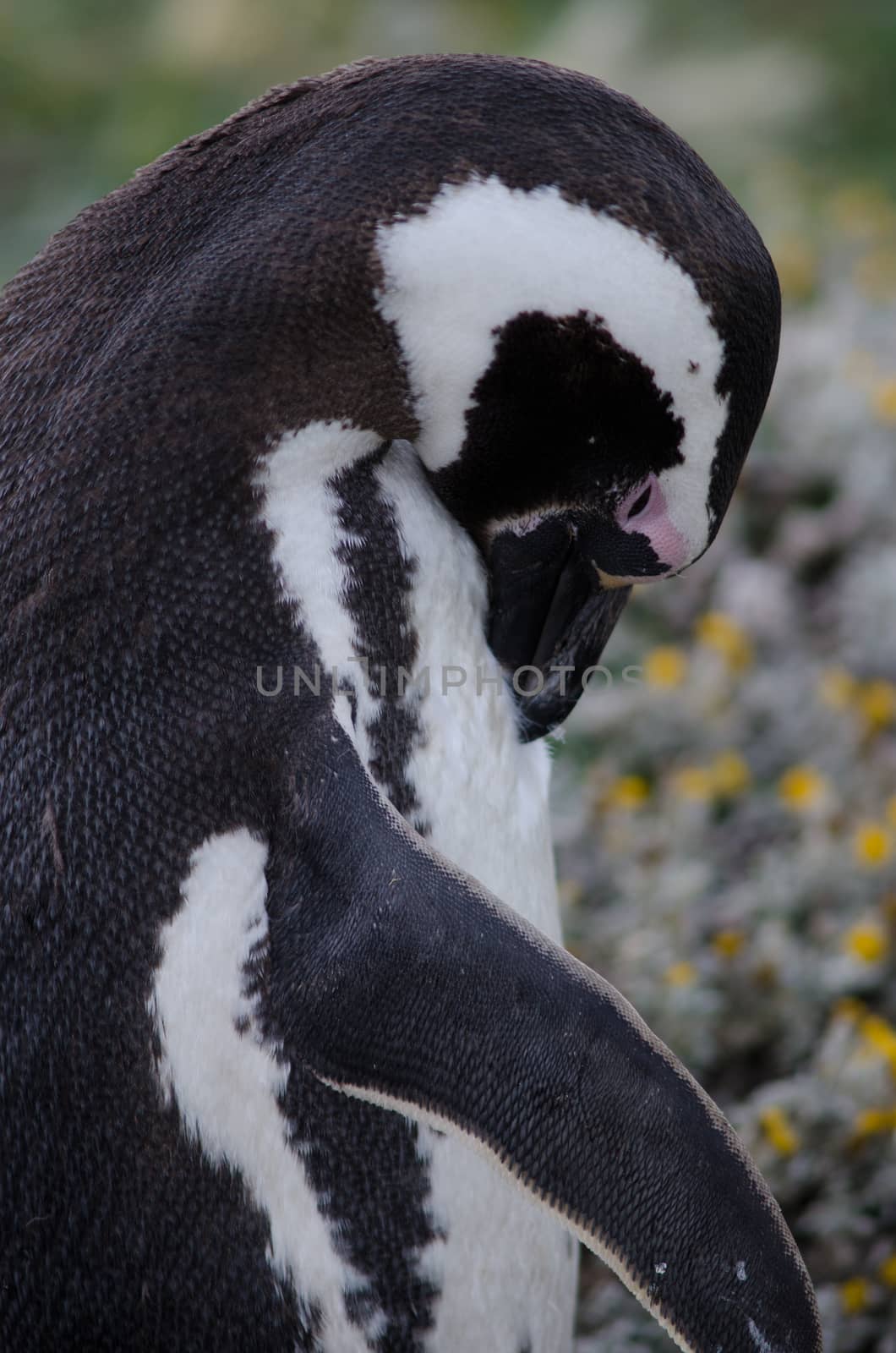 Magellanic penguin Spheniscus magellanicus preening. Otway Sound and Penguin Reserve. Magallanes Province. Magallanes and Chilean Antarctic Region. Chile.