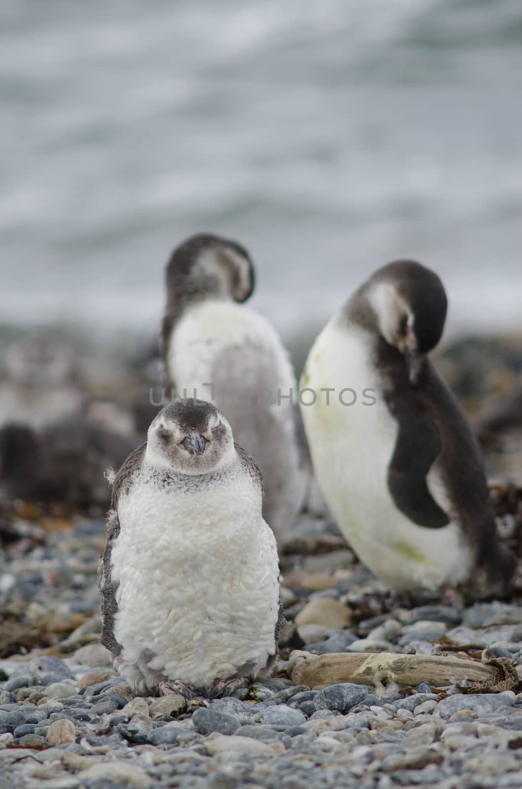 Chicks of Magellanic penguin Spheniscus magellanicus. Otway Sound and Penguin Reserve. Magallanes Province. Magallanes and Chilean Antarctic Region. Chile.