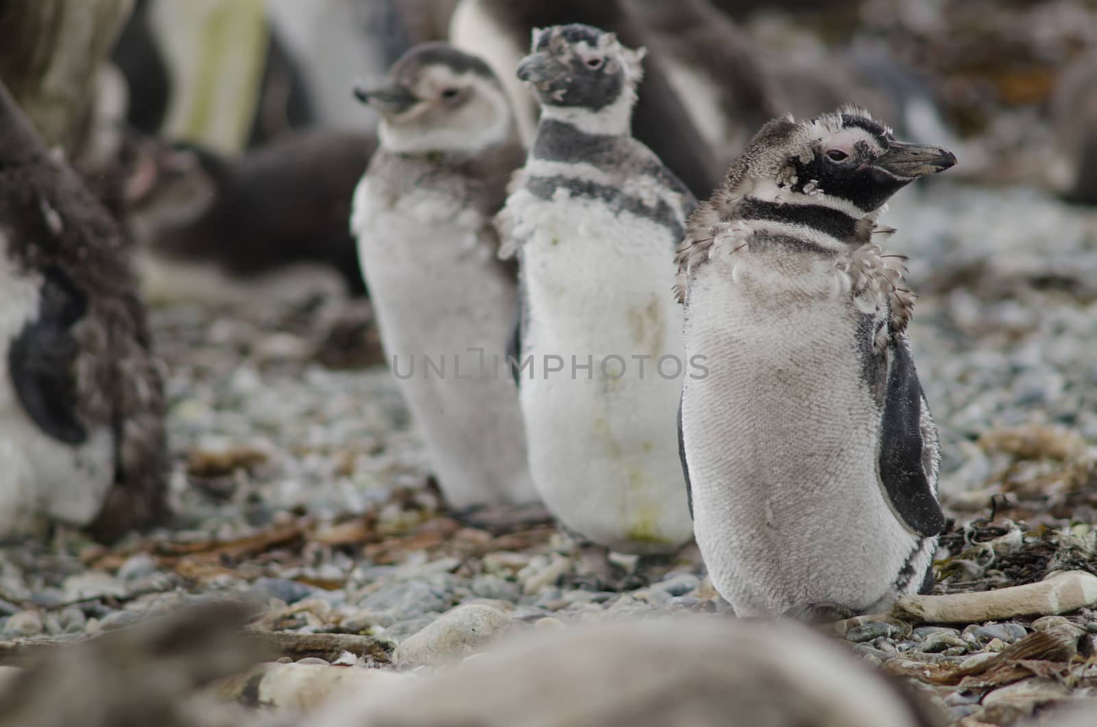 Juveniles Magellanic penguins Spheniscus magellanicus moulting their plumage. Otway Sound and Penguin Reserve. Magallanes Province. Magallanes and Chilean Antarctic Region. Chile.