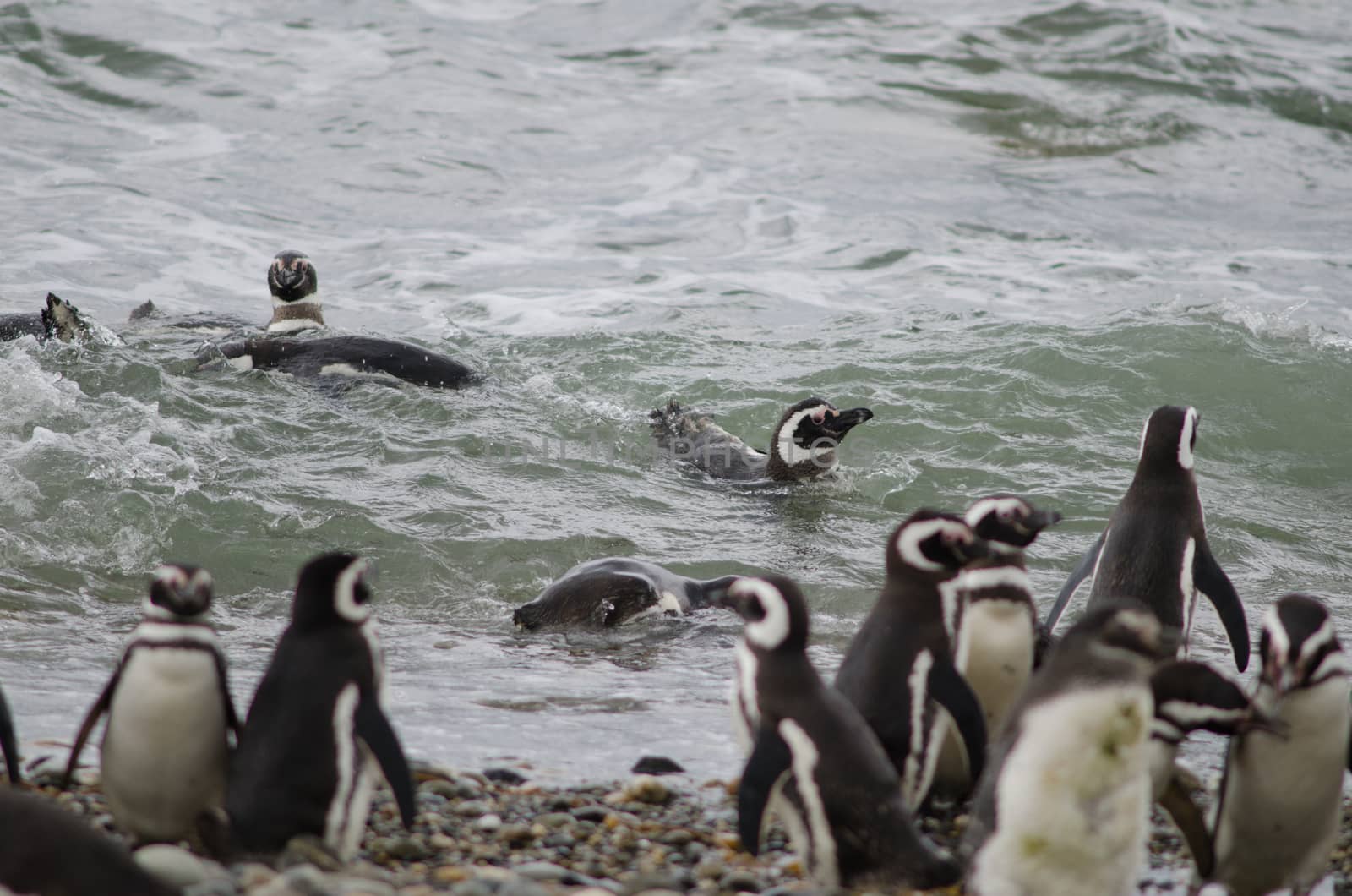 Magellanic penguins in the Otway Sound and Penguin Reserve. Magallanes Province. Magallanes and Chilean Antarctic Region. Chile.