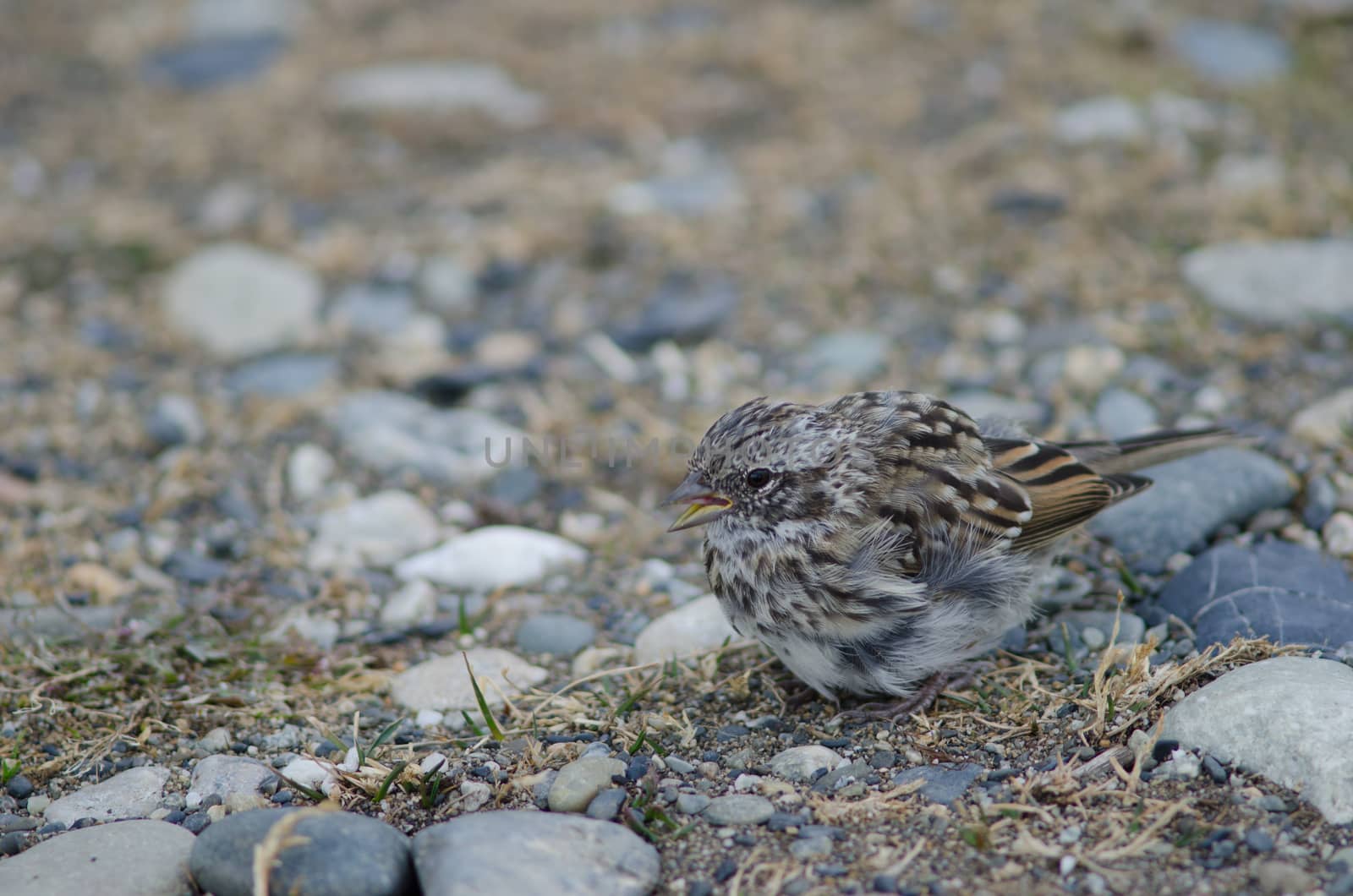 Juvenile rufous-collared sparrow in the Otway Sound and Penguin Reserve. by VictorSuarez