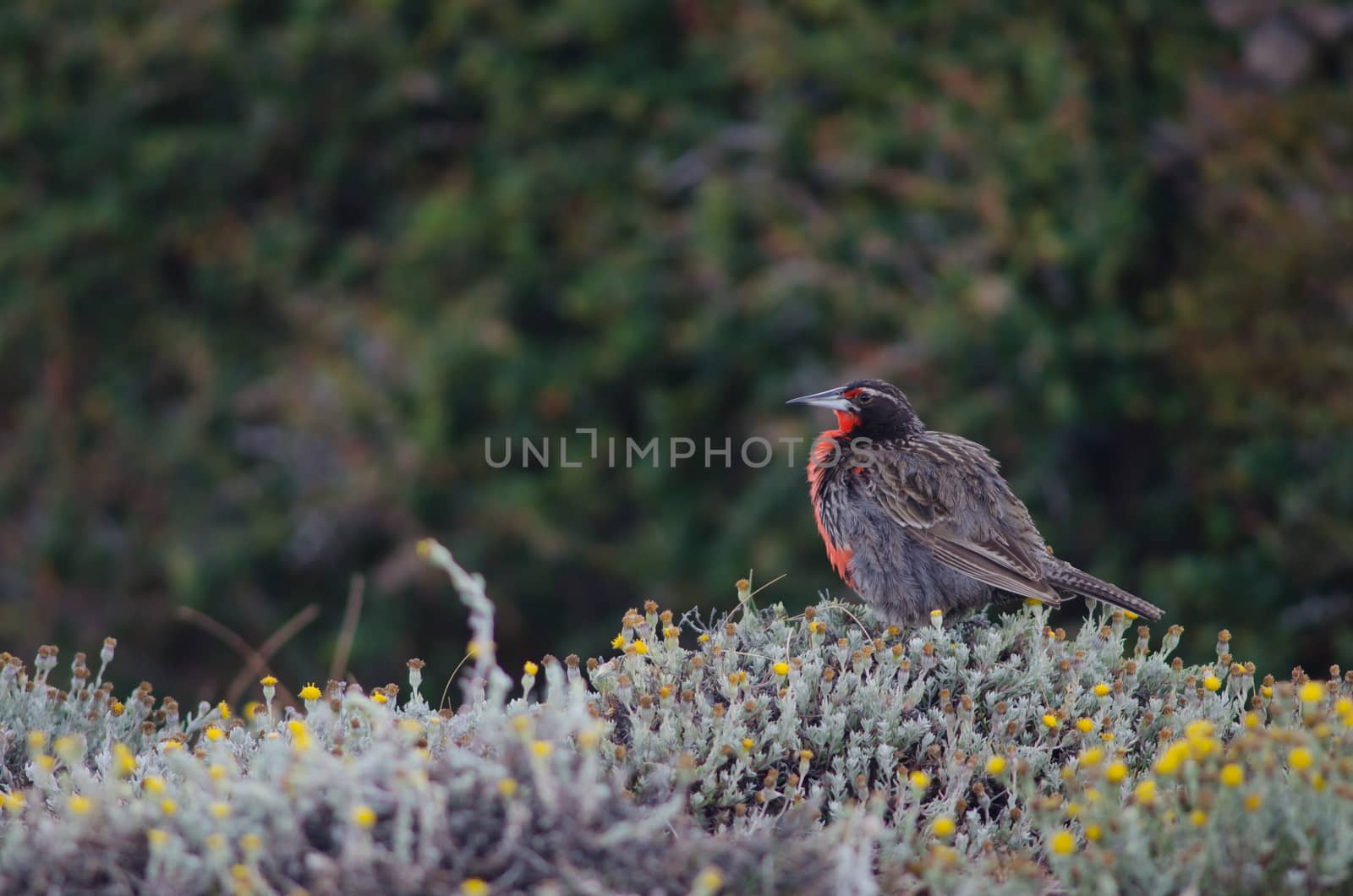 Long-tailed meadowlark Leistes loyca on he ground. Otway Sound and Penguin Reserve. Magallanes Province. Magallanes and Chilean Antarctic Region. Chile.