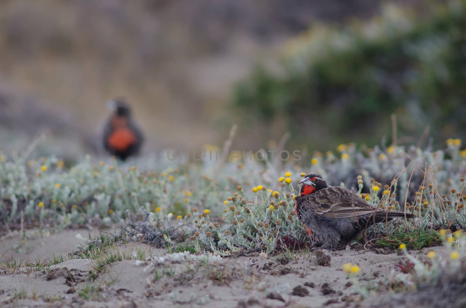 Long-tailed meadowlarks Leistes loyca on the ground. by VictorSuarez