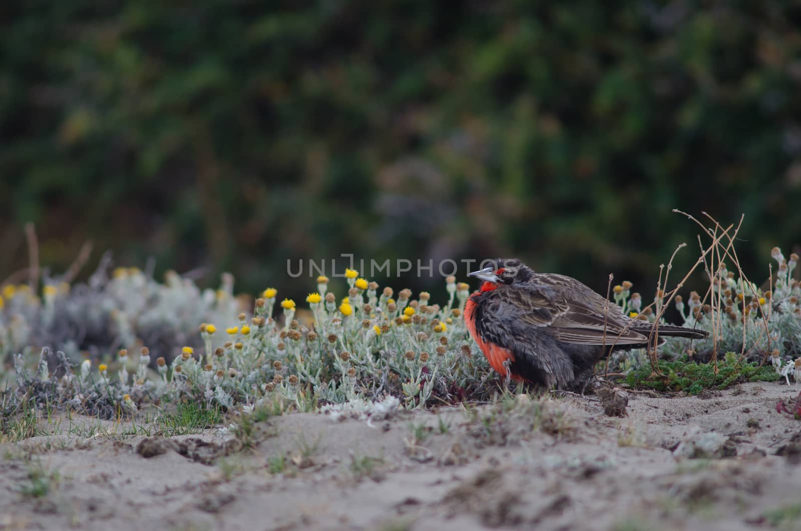 Long-tailed meadowlark Leistes loyca on the ground. by VictorSuarez