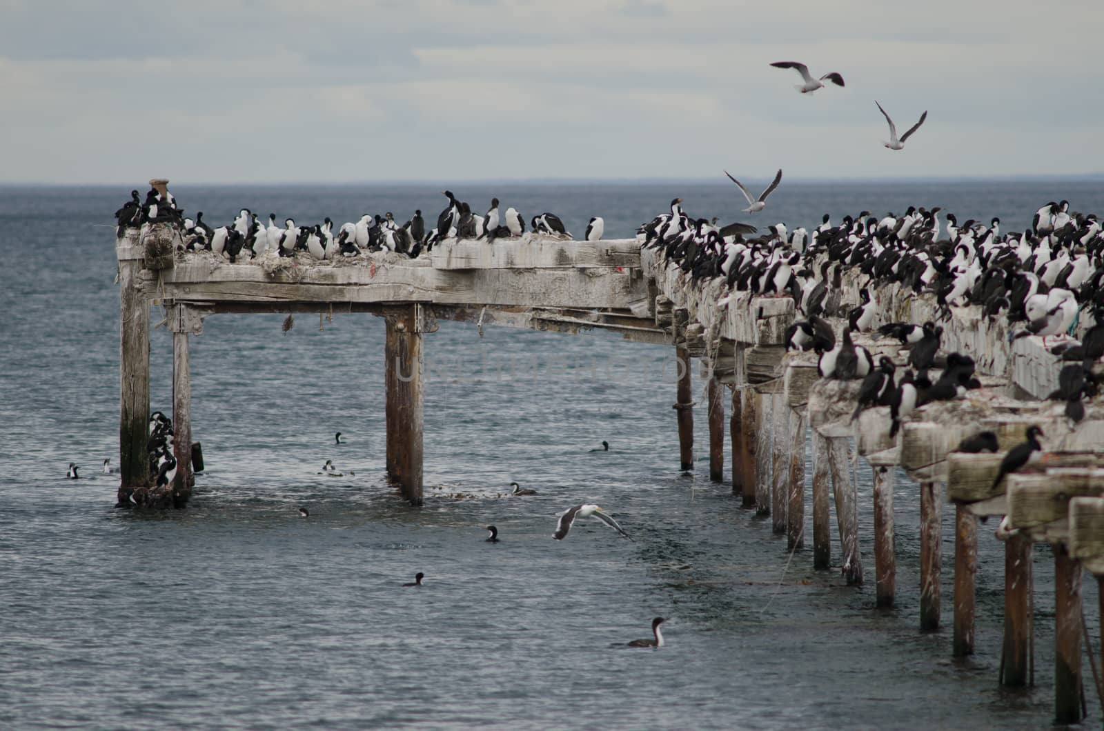 Imperial shags Leucocarbo atriceps in the Loreto pier. Punta Arenas. Magallanes Province. Magallanes and Chilean Antarctic Region. Chile.
