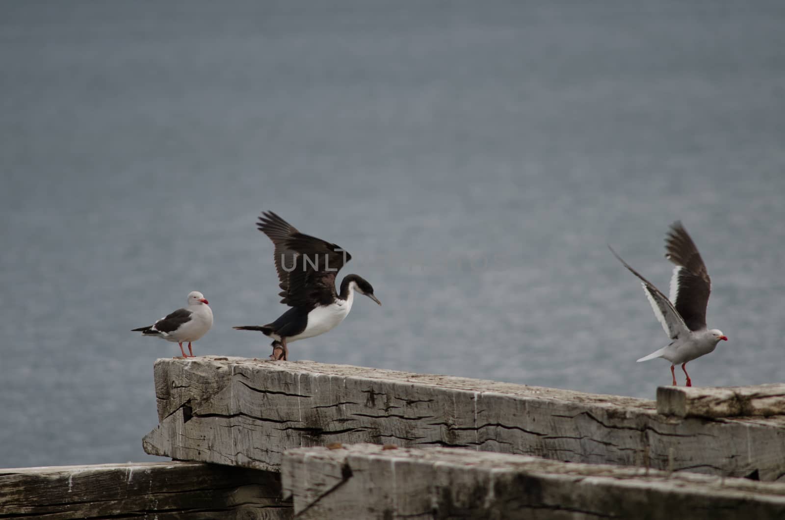 Imperial shag Leucocarbo atriceps and dolphin gulls Leucophaeus scoresbii. Loreto pier. Punta Arenas. Magallanes Province. Magallanes and Chilean Antarctic Region. Chile.