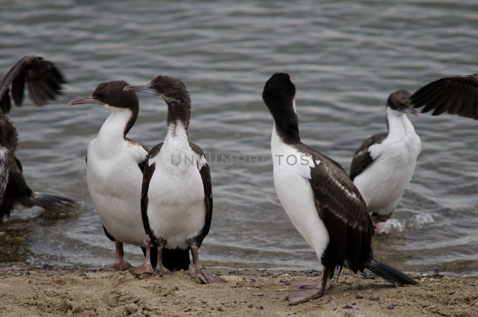 Imperial shags Leucocarbo atriceps in the coast of Punta Arenas. Magallanes Province. Magallanes and Chilean Antarctic Region. Chile.