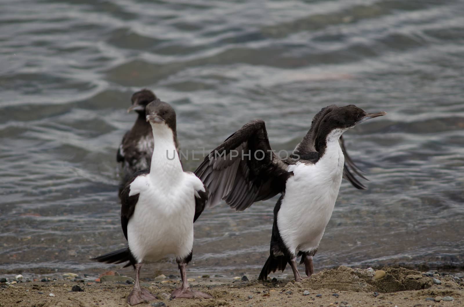 Imperial shags in the coast of Punta Arenas. by VictorSuarez