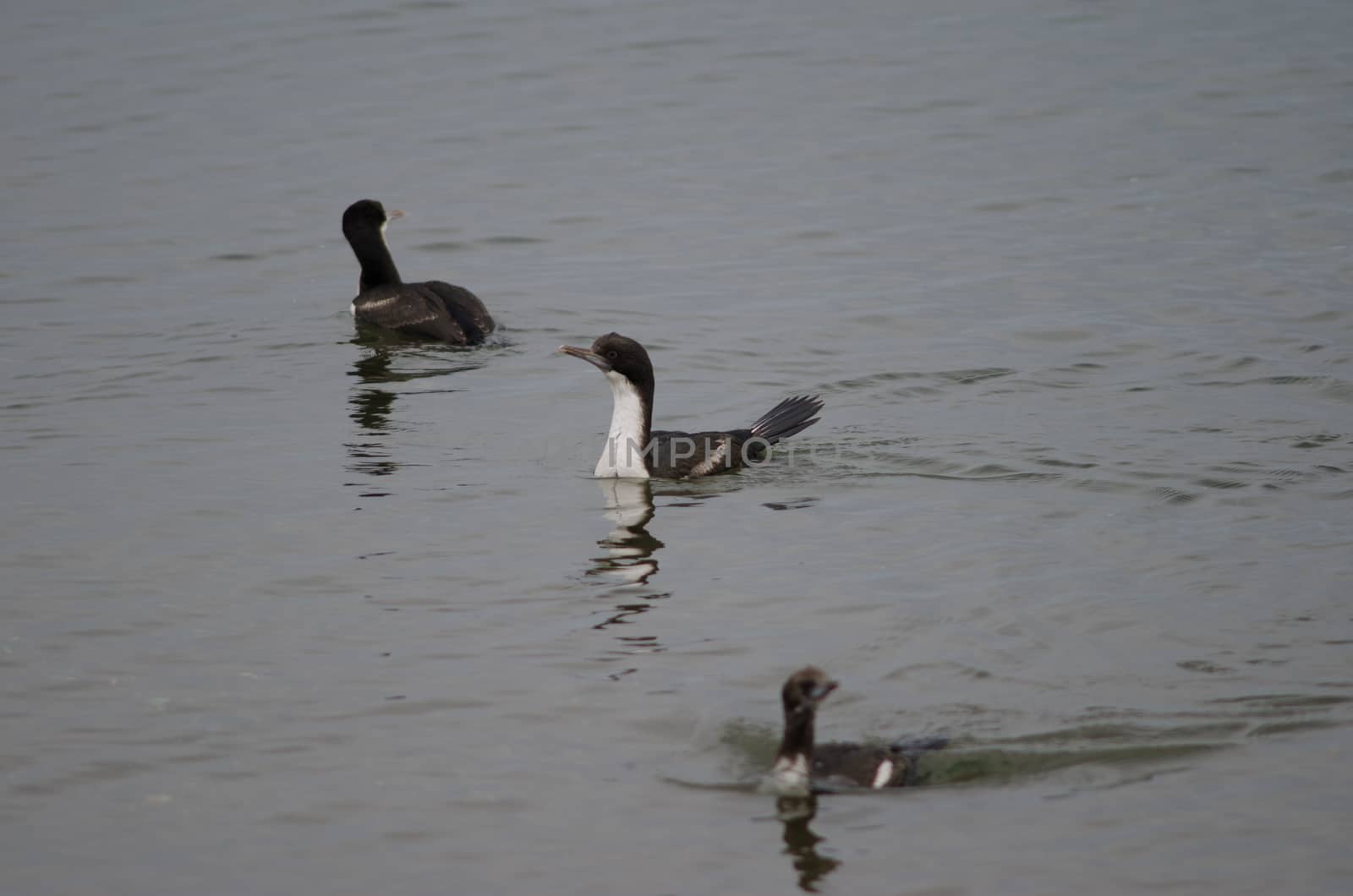 Imperial shags Leucocarbo atriceps swimming in the coast of Punta Arenas. by VictorSuarez