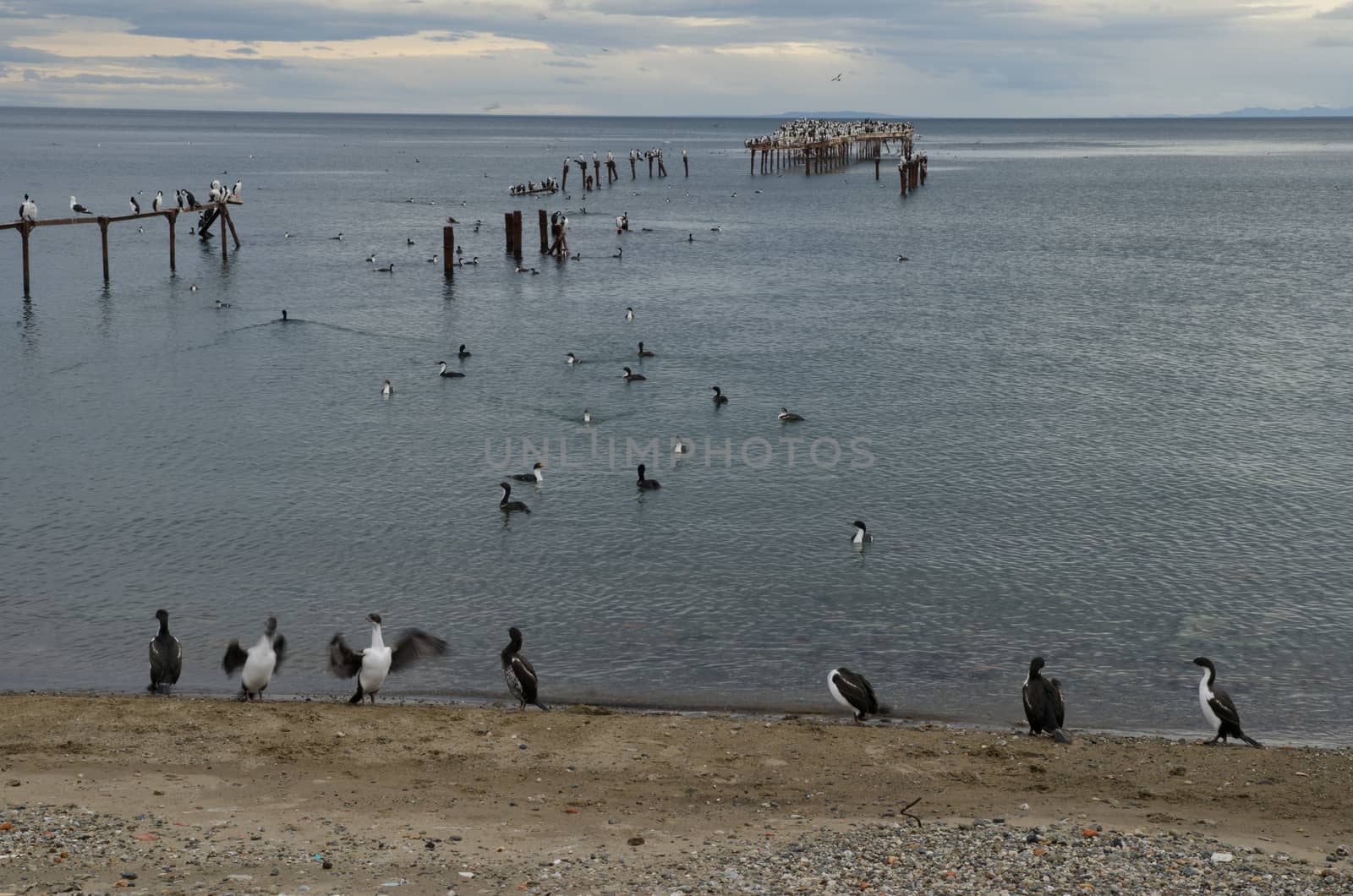 Imperial shags in the coast of Punta Arenas. by VictorSuarez