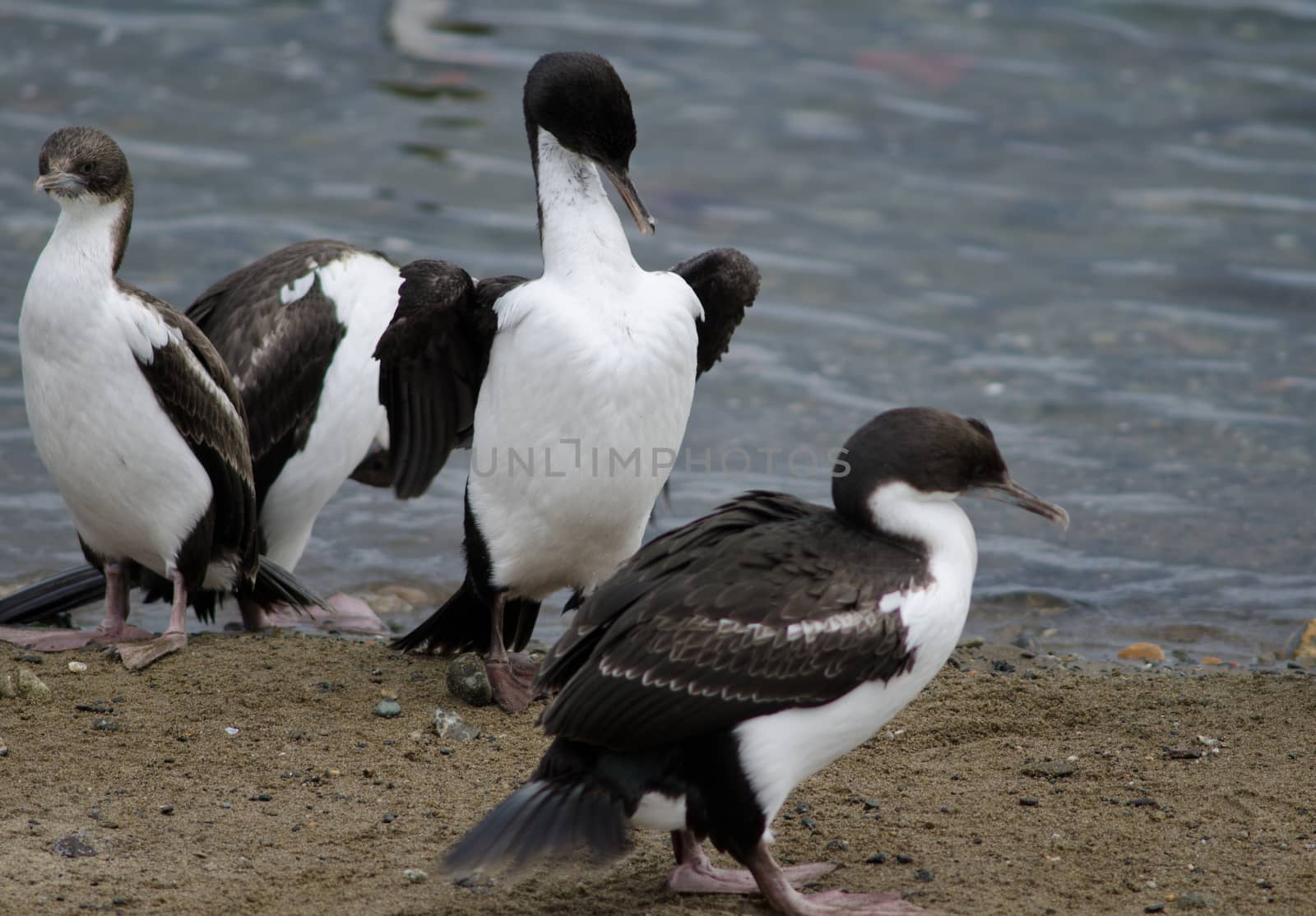 Imperial shags in the coast of Punta Arenas. by VictorSuarez