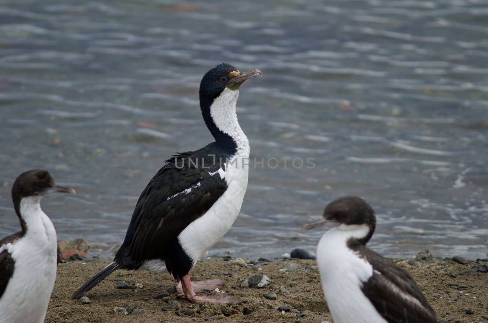 Imperial shags in the coast of Punta Arenas. by VictorSuarez