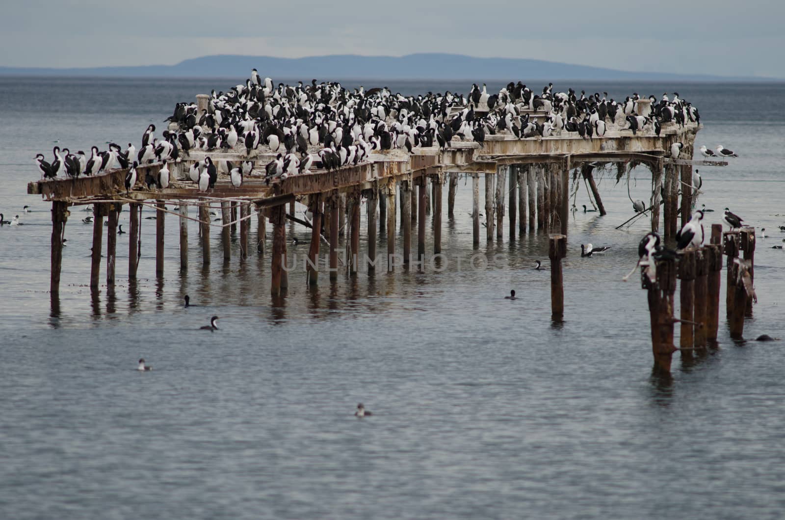 Imperial shags Leucocarbo atriceps in the coast of Punta Arenas. Magallanes Province. Magallanes and Chilean Antarctic Region. Chile.