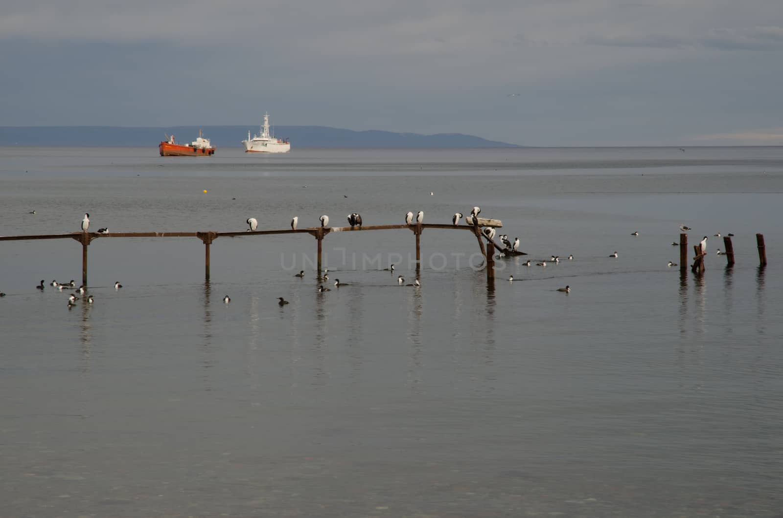 Jetty with imperial shags and ships in the background. by VictorSuarez