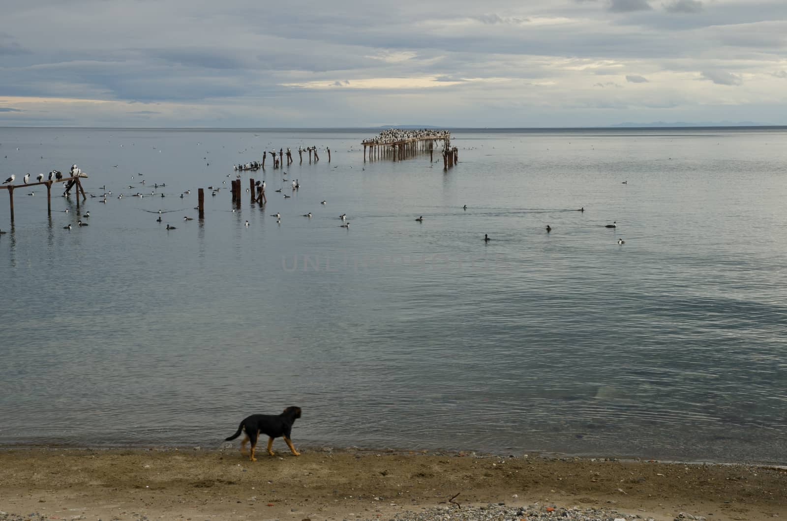 Seascape with imperial shags Leucocarbo atriceps on the sea and stray domestic dog Canis familiaris on shore. Punta Arenas. Magallanes Province. Magallanes and Chilean Antarctic Region. Chile.