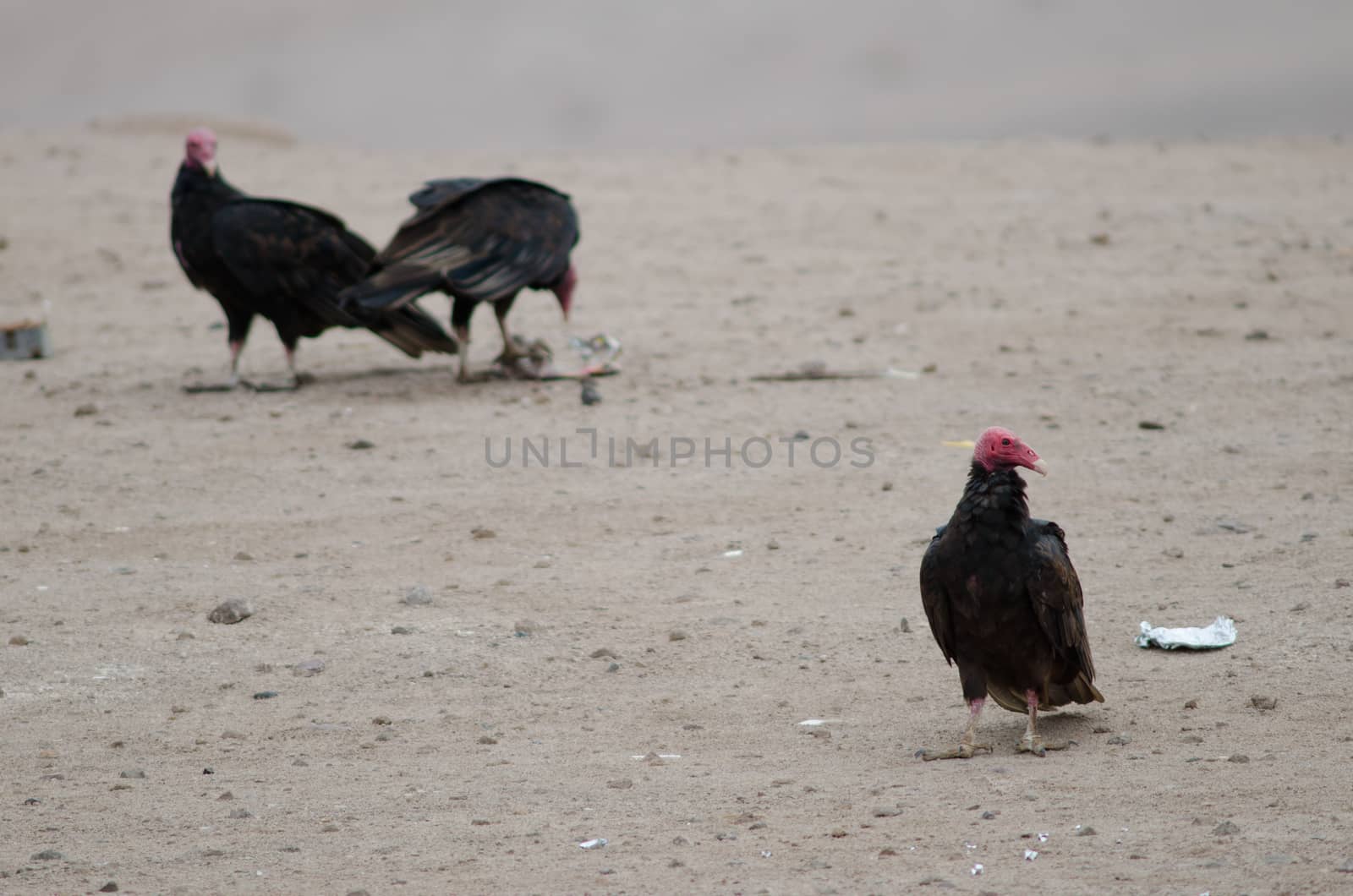 Turkey vultures Cathartes aura in the Lluta valley. by VictorSuarez
