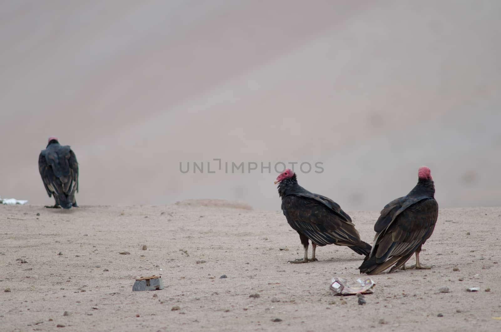 Turkey vultures Cathartes aura in the Lluta valley. Arica y Parinacota Region. Chile.
