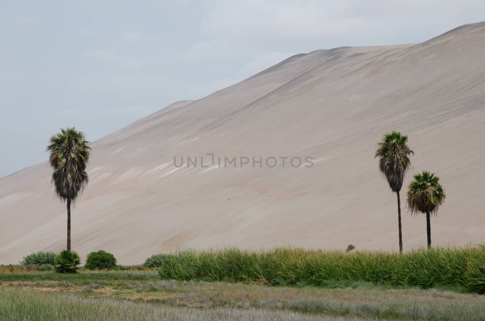 Lluta valley in the Arica y Parinacota Region. by VictorSuarez