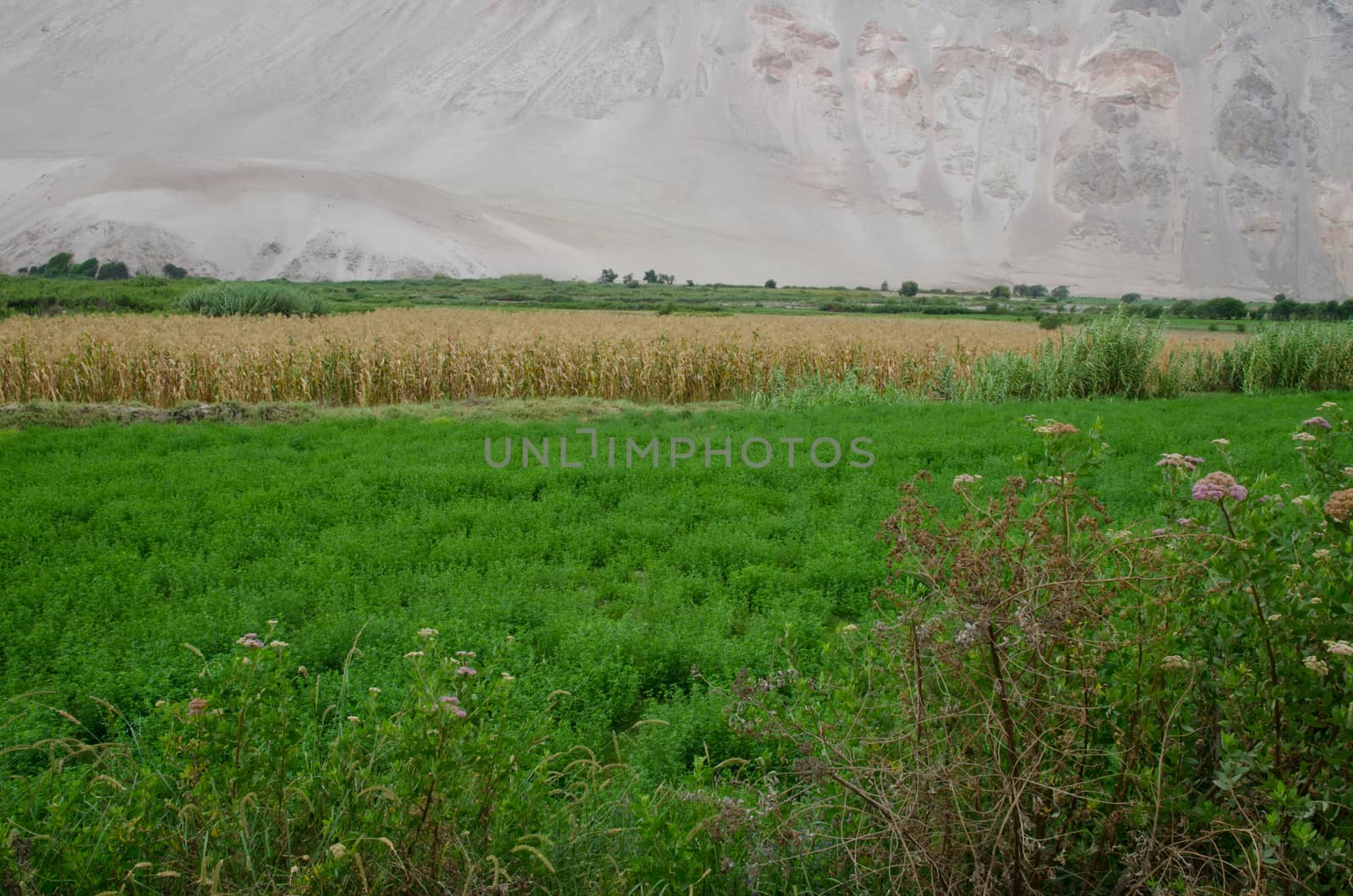 Lluta valley in the Arica y Parinacota Region. Chile.