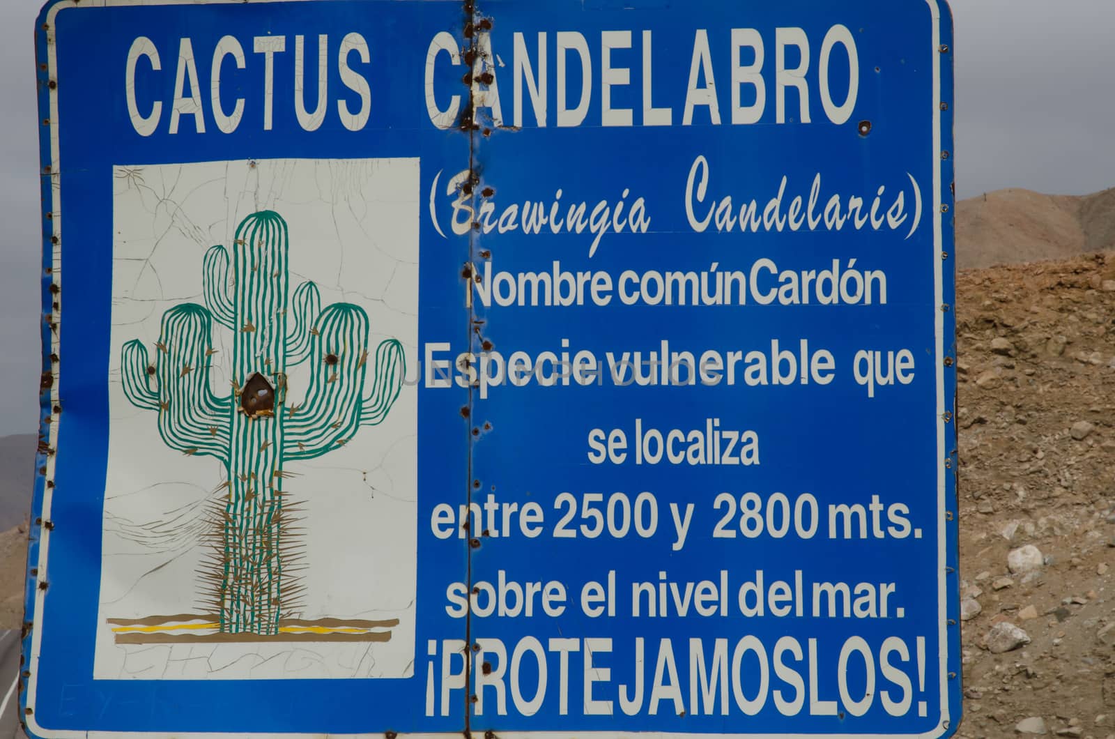 Information sign on cactus Browningia candelaris in the Arica y Parinacota Region. by VictorSuarez