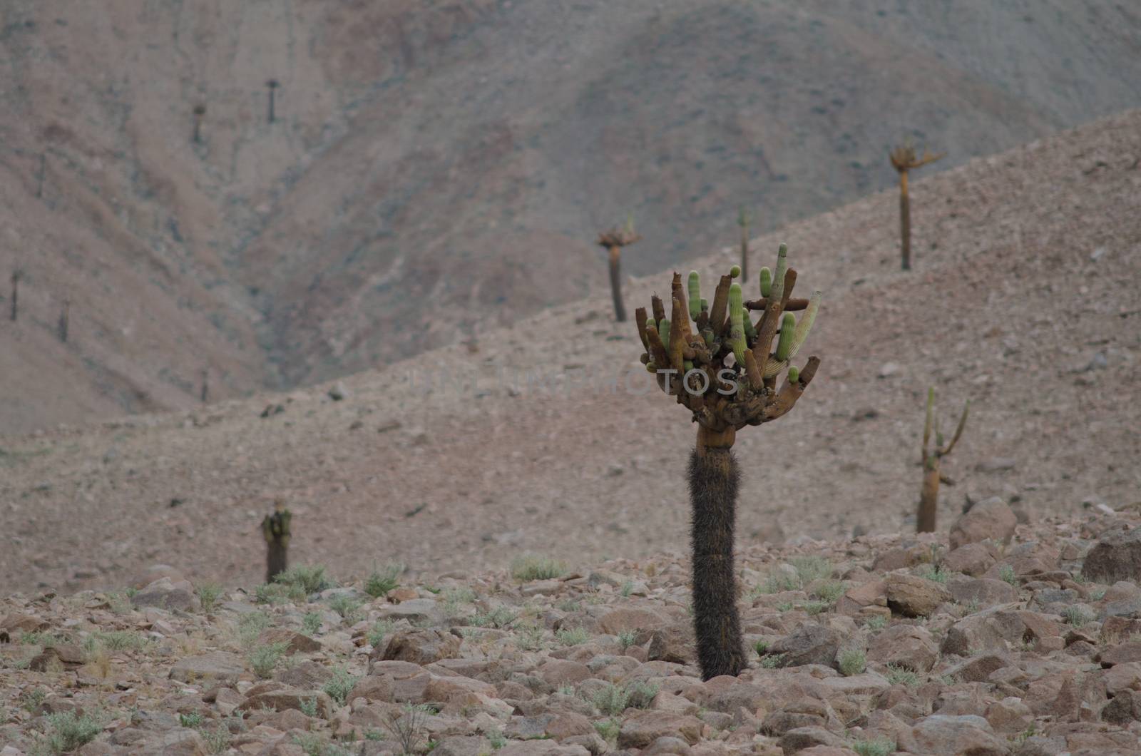 Cactus Browningia candelaris in the Arica y Parinacota Region. by VictorSuarez