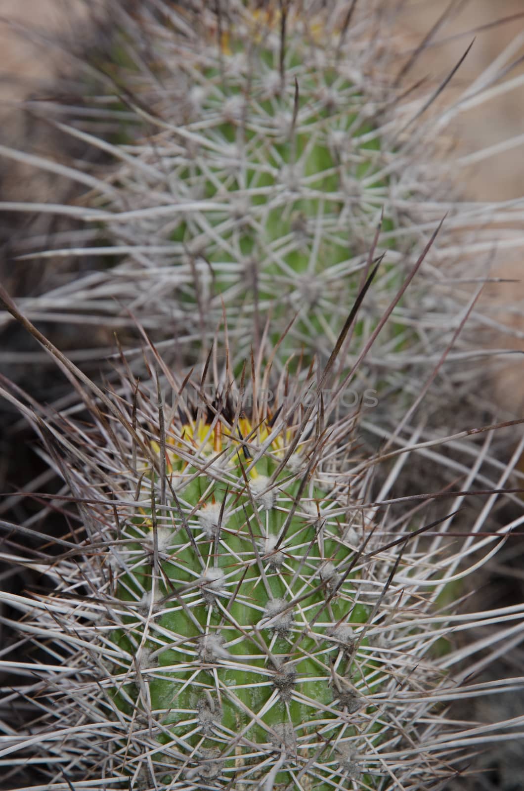 Cactus Haageocereus decumbens in the Arica y Parinacota Region. Chile.