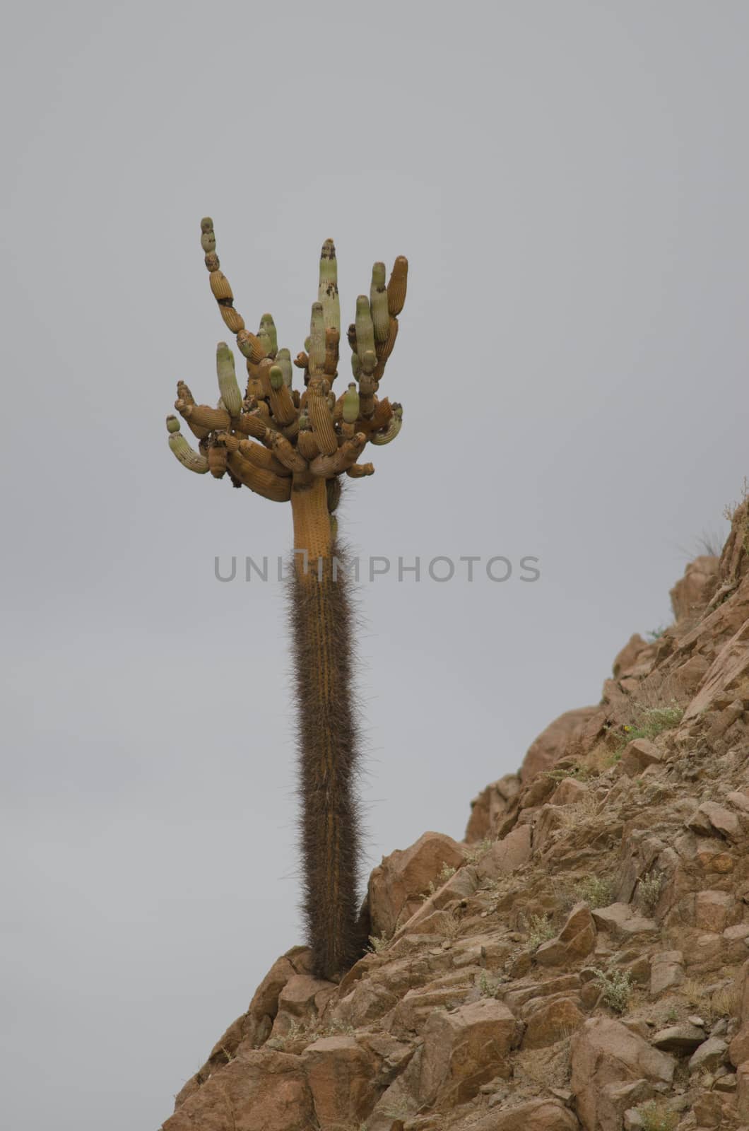 Cactus Browningia candelaris in the Arica y Parinacota Region. Chile.