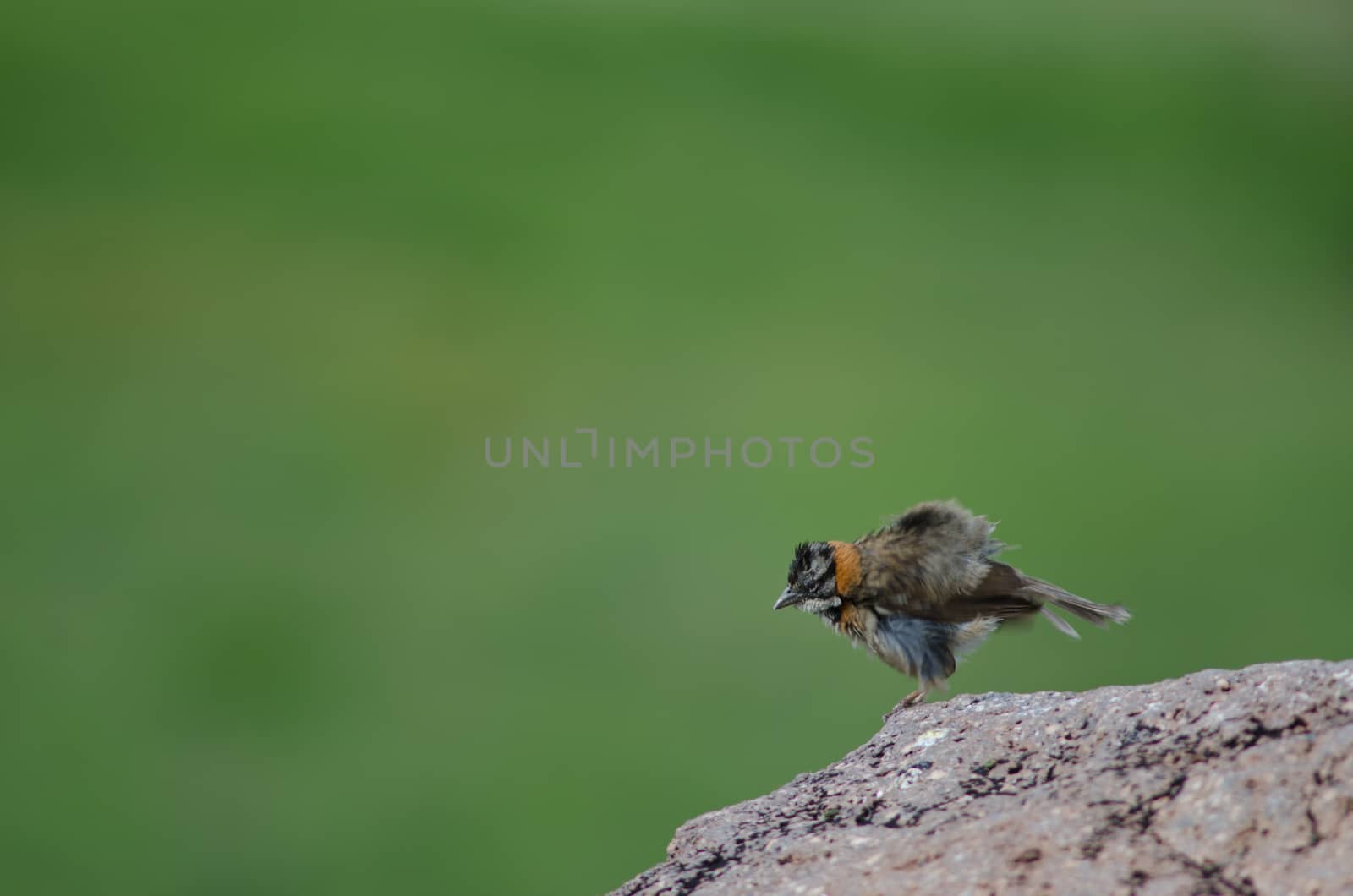 Rufous-collared sparrow Zonotrichia capensis shaking its plumage. by VictorSuarez