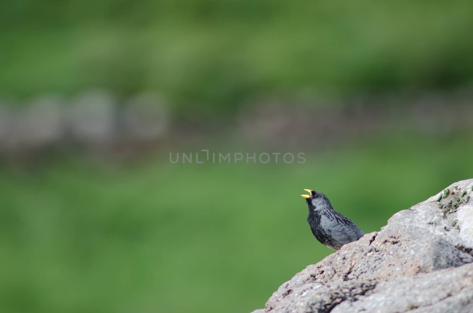 Band-tailed sierra finch Phrygilus alaudinus bipartitus. Male singing. Putre. Arica y Parinacota Region. Chile.