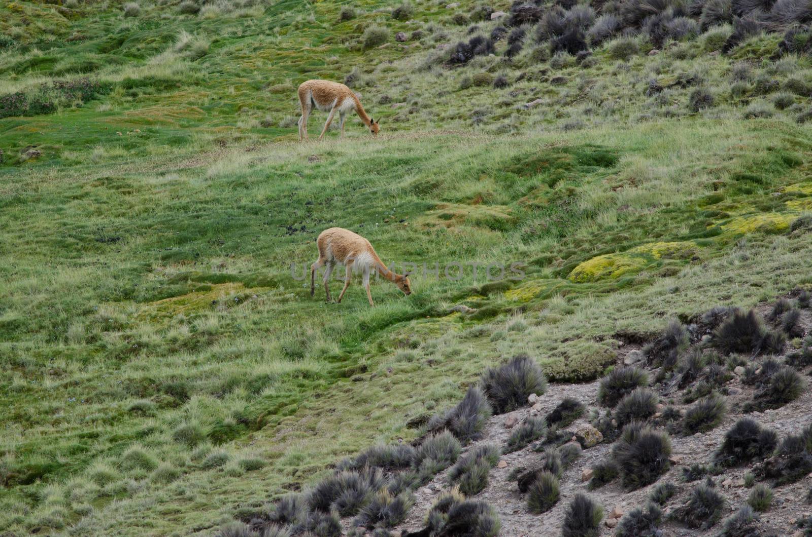 Vicunas Vicugna vicugna grazing in a meadow. Lauca National Park. Arica y Parinacota Region. Chile.