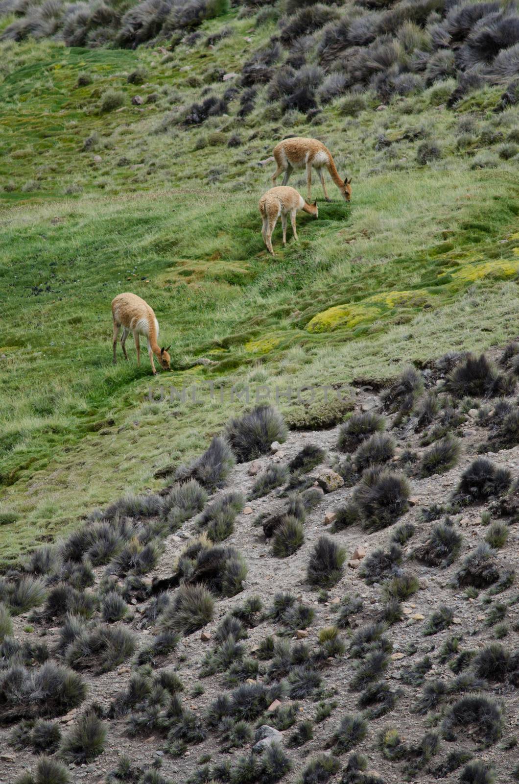 Vicunas Vicugna vicugna grazing in a meadow. Lauca National Park. Arica y Parinacota Region. Chile.