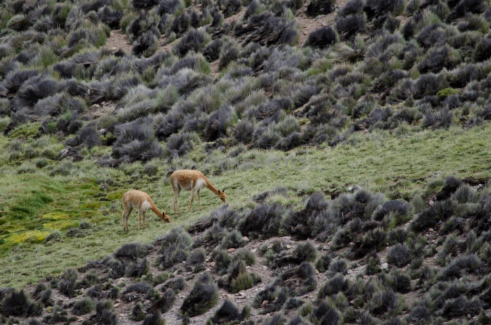 Vicunas Vicugna vicugna grazing in a meadow. Lauca National Park. Arica y Parinacota Region. Chile.