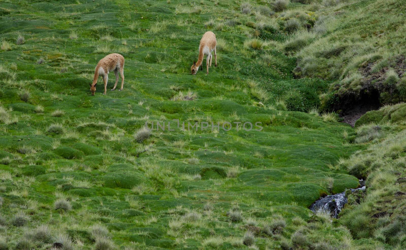 Vicunas Vicugna vicugna grazing in a meadow. Lauca National Park. Arica y Parinacota Region. Chile.