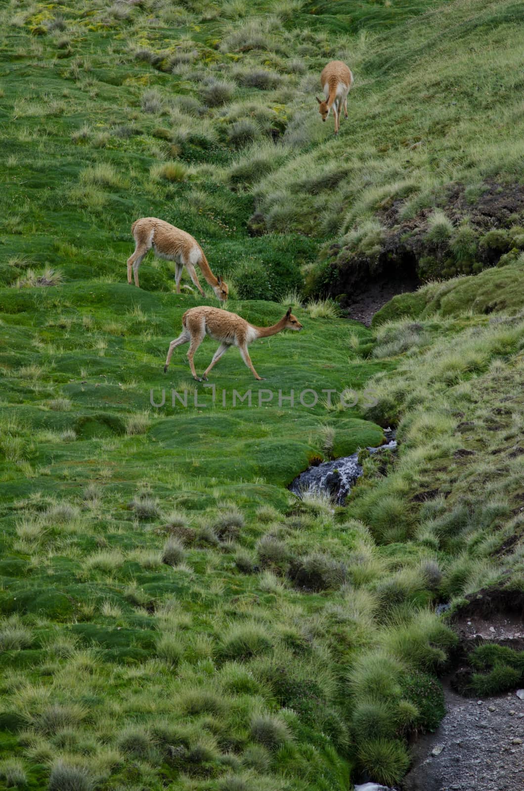 Vicunas Vicugna vicugna in Lauca National Park. Arica y Parinacota Region. Chile.