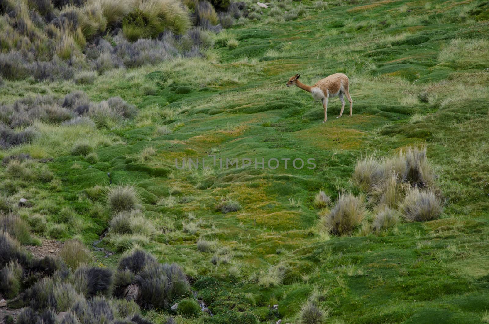 Vicuna Vicugna vicugna in Lauca National Park. Arica y Parinacota Region. Chile.