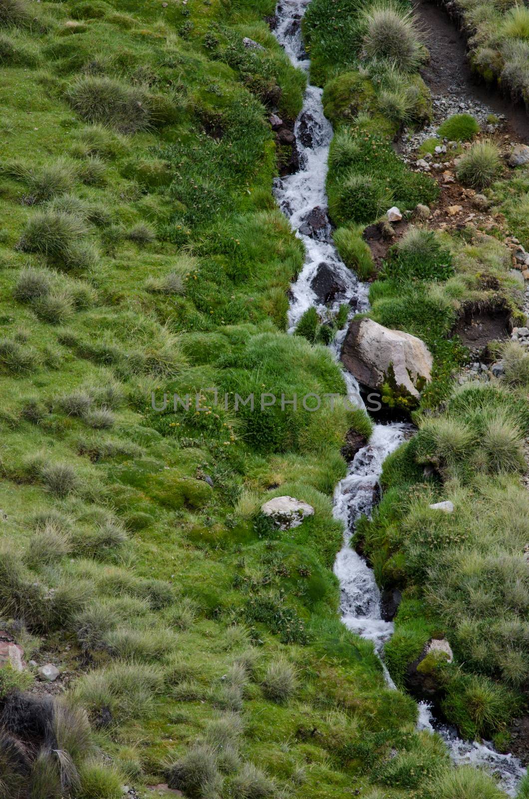 Stream in a green meadow. Lauca National Park. Arica y Parinacota Region. Chile.